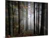 Light Forest-Philippe Sainte-Laudy-Mounted Photographic Print