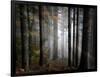 Light Forest-Philippe Sainte-Laudy-Framed Photographic Print