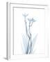 Light Freesia L220-Albert Koetsier-Framed Art Print