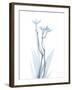 Light Freesia L220-Albert Koetsier-Framed Art Print