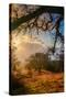 Light in the Back Woods, Mount Diablo California-Vincent James-Stretched Canvas