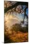 Light in the Back Woods, Mount Diablo California-Vincent James-Mounted Photographic Print