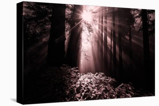 Light in the Darkness, California Redwood Coast-Vincent James-Stretched Canvas