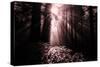 Light in the Darkness, California Redwood Coast-Vincent James-Stretched Canvas