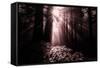 Light in the Darkness, California Redwood Coast-Vincent James-Framed Stretched Canvas