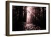 Light in the Darkness, California Redwood Coast-Vincent James-Framed Photographic Print