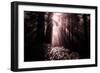 Light in the Darkness, California Redwood Coast-Vincent James-Framed Photographic Print