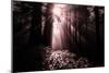 Light in the Darkness, California Redwood Coast-Vincent James-Mounted Photographic Print