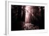 Light in the Darkness, California Redwood Coast-Vincent James-Framed Photographic Print