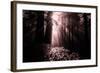 Light in the Darkness, California Redwood Coast-Vincent James-Framed Photographic Print