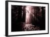 Light in the Darkness, California Redwood Coast-Vincent James-Framed Photographic Print