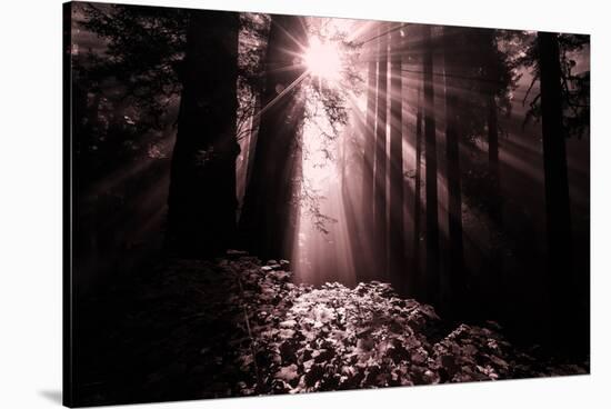 Light in the Darkness, California Redwood Coast-Vincent James-Stretched Canvas