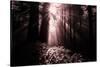 Light in the Darkness, California Redwood Coast-Vincent James-Stretched Canvas