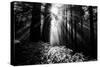 Light in the Darkness, Forest Trees and Morning Light, California Coast-Vincent James-Stretched Canvas