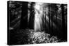 Light in the Darkness, Forest Trees and Morning Light, California Coast-Vincent James-Stretched Canvas