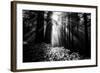 Light in the Darkness, Forest Trees and Morning Light, California Coast-Vincent James-Framed Photographic Print