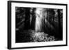 Light in the Darkness, Forest Trees and Morning Light, California Coast-Vincent James-Framed Photographic Print