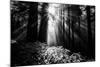 Light in the Darkness, Forest Trees and Morning Light, California Coast-Vincent James-Mounted Photographic Print