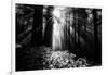 Light in the Darkness, Forest Trees and Morning Light, California Coast-Vincent James-Framed Photographic Print