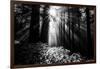 Light in the Darkness, Forest Trees and Morning Light, California Coast-Vincent James-Framed Photographic Print