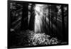 Light in the Darkness, Forest Trees and Morning Light, California Coast-Vincent James-Framed Photographic Print