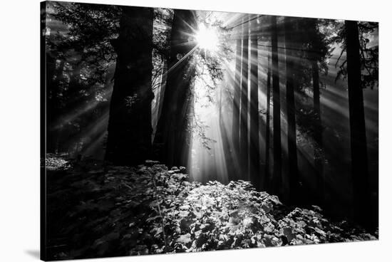 Light in the Darkness, Forest Trees and Morning Light, California Coast-Vincent James-Stretched Canvas