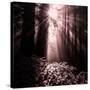 Light in the Darkness (Square), Redwood Coast-Vincent James-Stretched Canvas