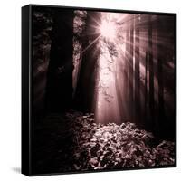 Light in the Darkness (Square), Redwood Coast-Vincent James-Framed Stretched Canvas