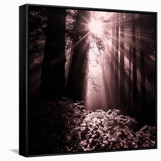 Light in the Darkness (Square), Redwood Coast-Vincent James-Framed Stretched Canvas