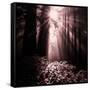 Light in the Darkness (Square), Redwood Coast-Vincent James-Framed Stretched Canvas