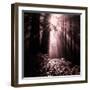 Light in the Darkness (Square), Redwood Coast-Vincent James-Framed Photographic Print