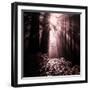 Light in the Darkness (Square), Redwood Coast-Vincent James-Framed Photographic Print