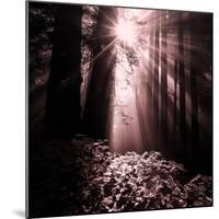 Light in the Darkness (Square), Redwood Coast-Vincent James-Mounted Photographic Print