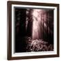 Light in the Darkness (Square), Redwood Coast-Vincent James-Framed Photographic Print