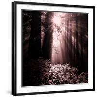 Light in the Darkness (Square), Redwood Coast-Vincent James-Framed Photographic Print