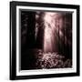 Light in the Darkness (Square), Redwood Coast-Vincent James-Framed Photographic Print