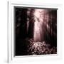 Light in the Darkness (Square), Redwood Coast-Vincent James-Framed Photographic Print