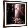 Light in the Darkness (Square), Redwood Coast-Vincent James-Framed Photographic Print