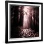 Light in the Darkness (Square), Redwood Coast-Vincent James-Framed Photographic Print