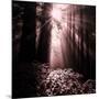 Light in the Darkness (Square), Redwood Coast-Vincent James-Mounted Photographic Print