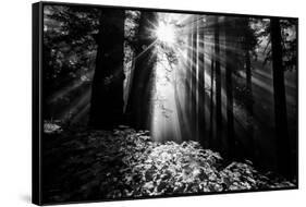 Light in the Darkness, Sun Beams and Redwood Coast Black and White-Vincent James-Framed Stretched Canvas