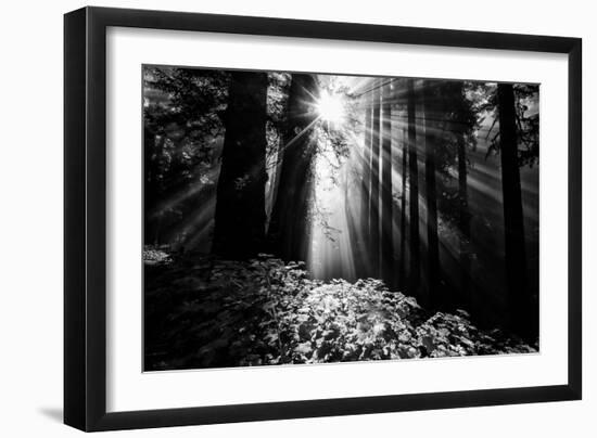 Light in the Darkness, Sun Beams and Redwood Coast Black and White-Vincent James-Framed Photographic Print