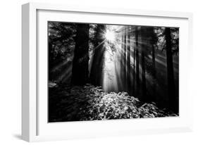 Light in the Darkness, Sun Beams and Redwood Coast Black and White-Vincent James-Framed Photographic Print