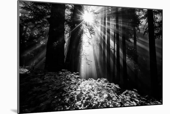Light in the Darkness, Sun Beams and Redwood Coast Black and White-Vincent James-Mounted Photographic Print