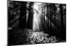 Light in the Darkness, Sun Beams and Redwood Coast Black and White-Vincent James-Mounted Photographic Print