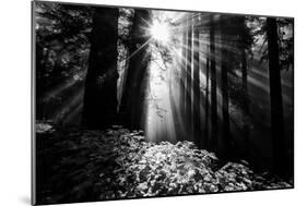 Light in the Darkness, Sun Beams and Redwood Coast Black and White-Vincent James-Mounted Photographic Print