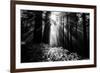 Light in the Darkness, Sun Beams and Redwood Coast Black and White-Vincent James-Framed Photographic Print