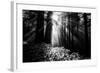 Light in the Darkness, Sun Beams and Redwood Coast Black and White-Vincent James-Framed Photographic Print