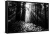 Light in the Darkness, Sun Beams and Redwood Coast Black and White-Vincent James-Framed Stretched Canvas