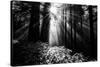 Light in the Darkness, Sun Beams and Redwood Coast Black and White-Vincent James-Stretched Canvas